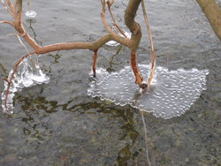 frozen water