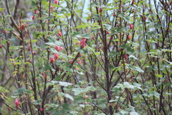 fruits and flowers