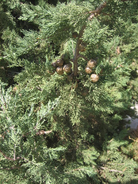 Fruits in pine - free image