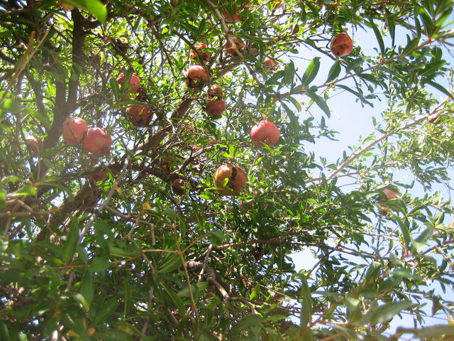 fruits in tree - free image