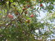 fruits in tree