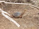 funny land turtle