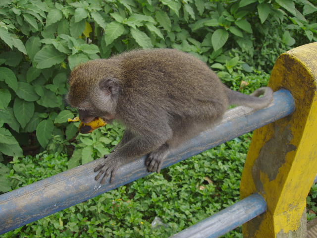 Funny monkey at lunch time - free image