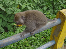 Funny monkey at lunch time