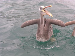 funny pelican begging