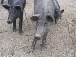 funny wild pigs