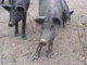 funny wild pigs