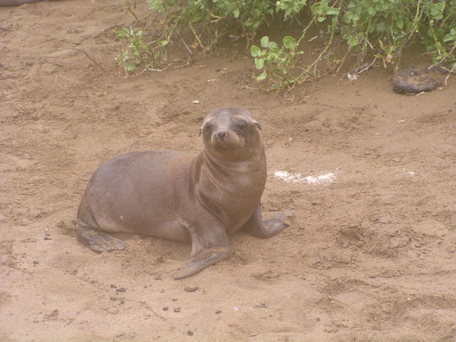 Fur seal - free image