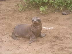 Fur seal