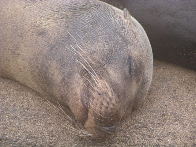 Fur Seal - free image