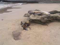 Fur Seal