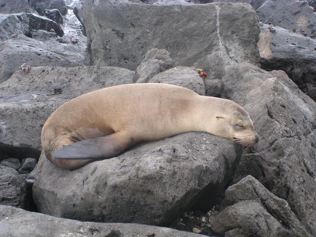 fur seal - free image