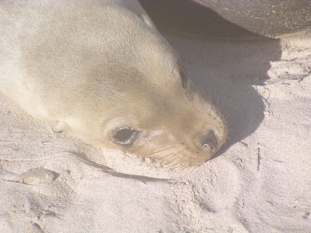 Fur Seal - free image