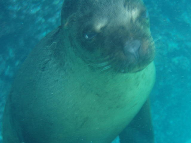 Fur Seal - free image