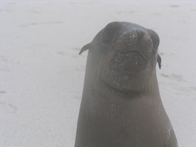 Fur Seal - free image