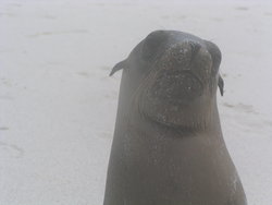 Fur Seal