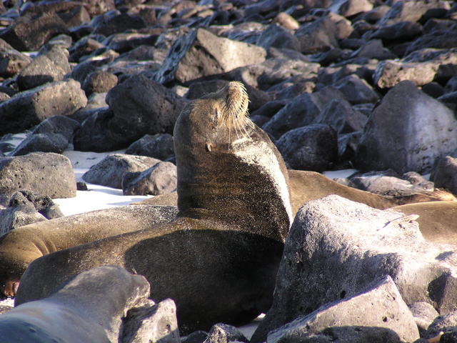 Fur Seal - free image