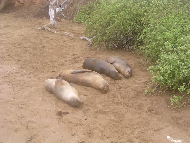 Fur Seals - free image