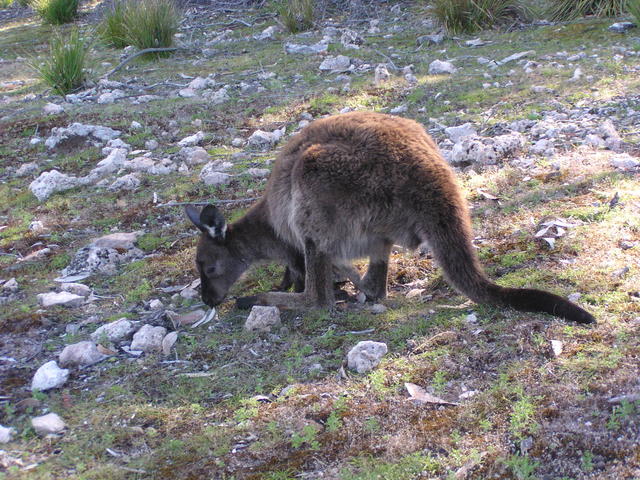 furry kangaroo - free image