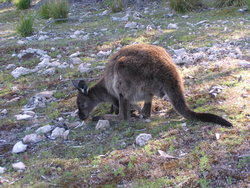 furry kangaroo