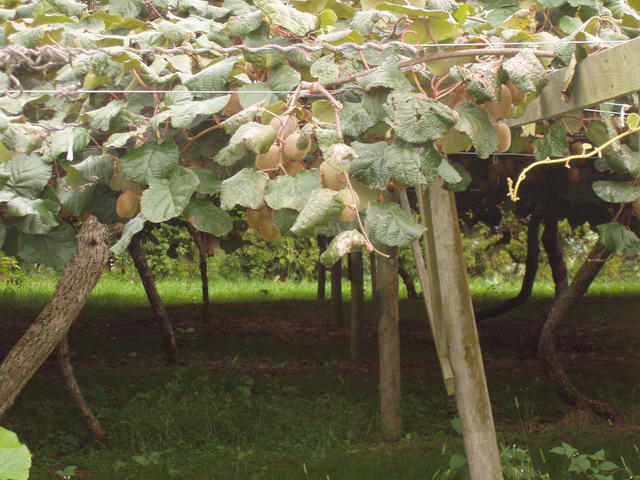 fuzzy kiwi fruit - free image