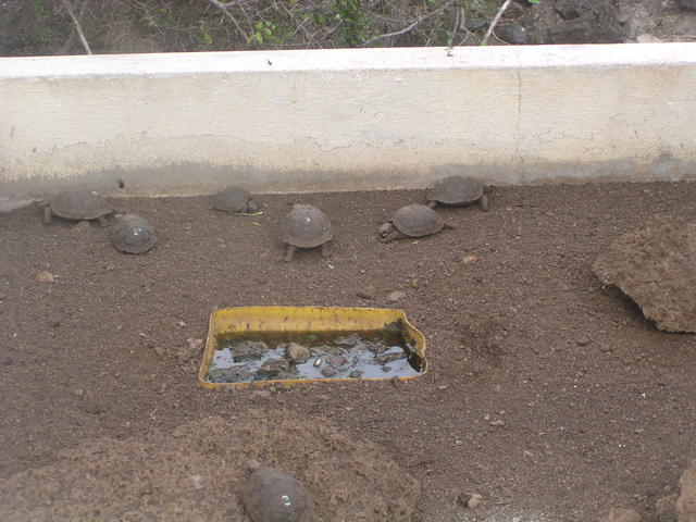 Gaint tortoise - free image