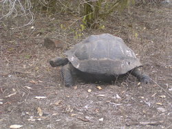 Gaint tortoise