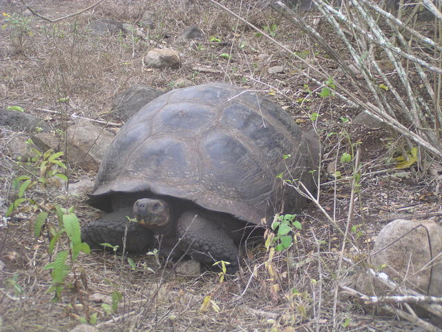 Gaint tortoise - free image