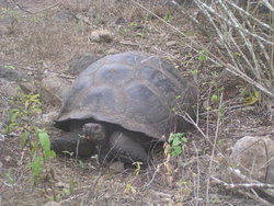 Gaint tortoise