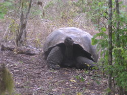 gaint tortoise