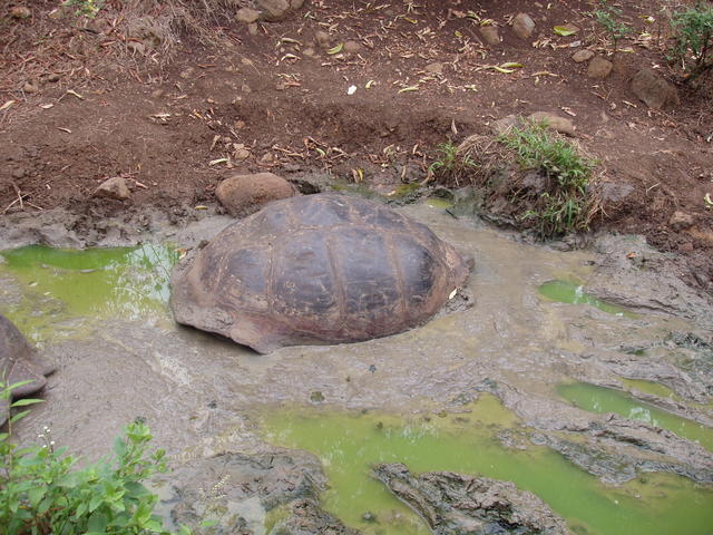 Gaint tortoise - free image