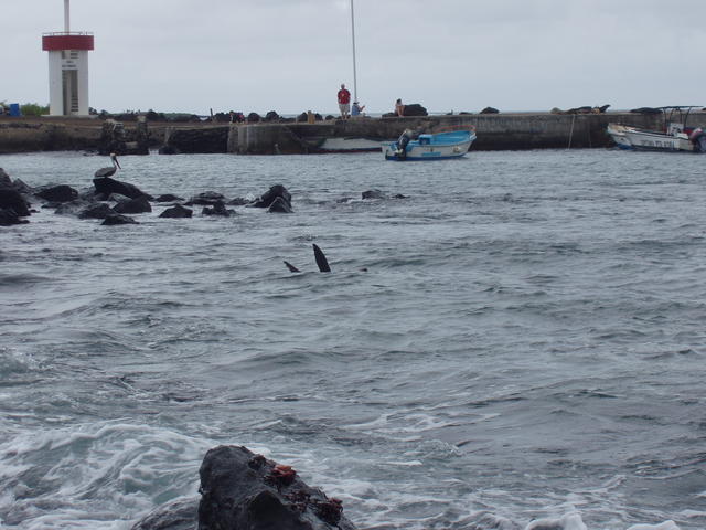 Galapagos aquatic eco-system - free image