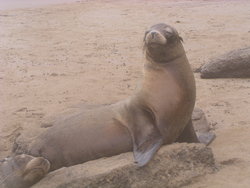 Galapagos aquatic mammal