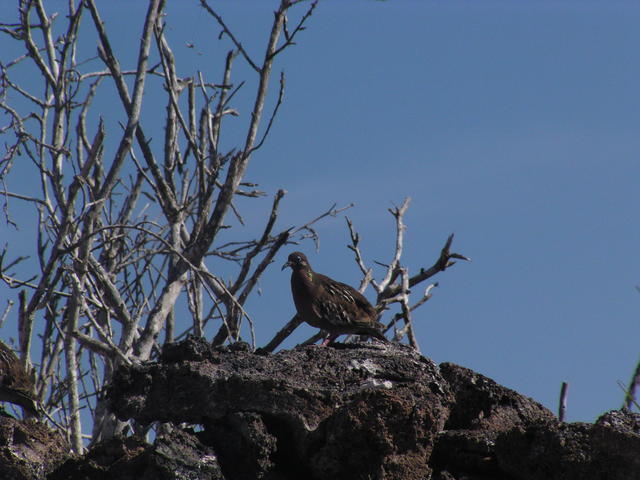 Galapagos dove - free image