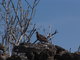 Galapagos dove