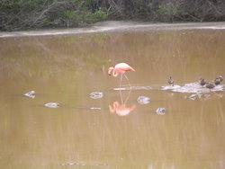 Galapagos Flamingo