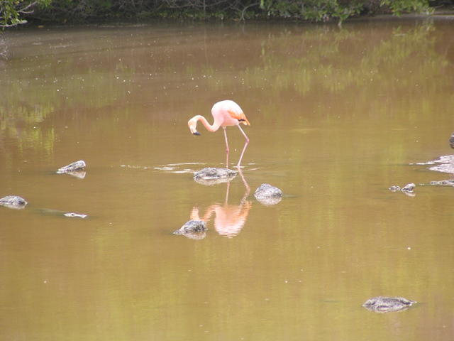 Galapagos Flamingo - free image