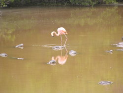 Galapagos Flamingo