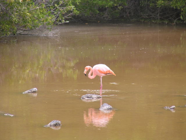 Galapagos flamingo - free image