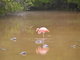 Galapagos flamingo