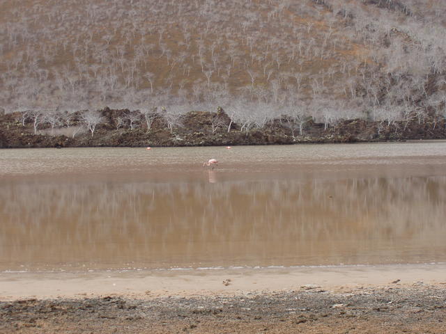 Galapagos flamingos - free image