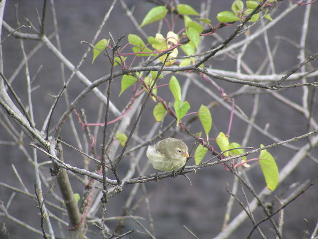 Galapagos Flycatchers - free image