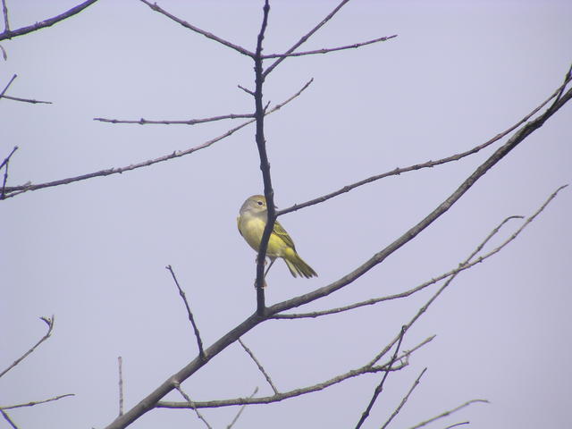 Galapagos Flycatchers - free image