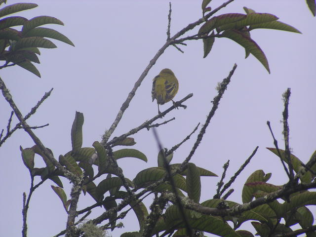 Galapagos Flycatchers - free image