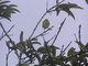 Galapagos Flycatchers