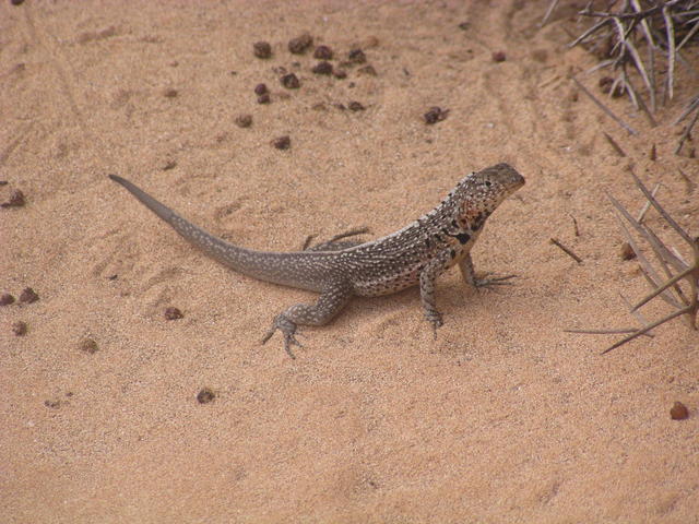Galapagos Gecko - free image