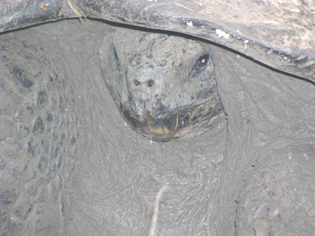 Galapagos giant - free image