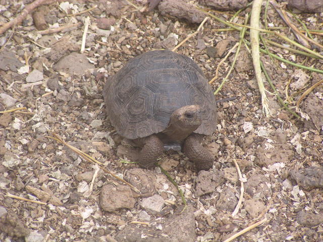 Galapagos Giant Tortoise - free image