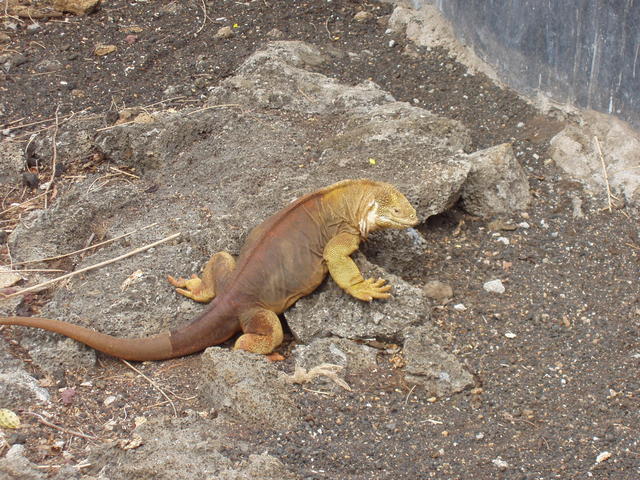 galapagos land iguana - free image