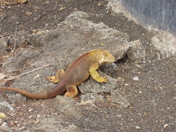 galapagos land iguana